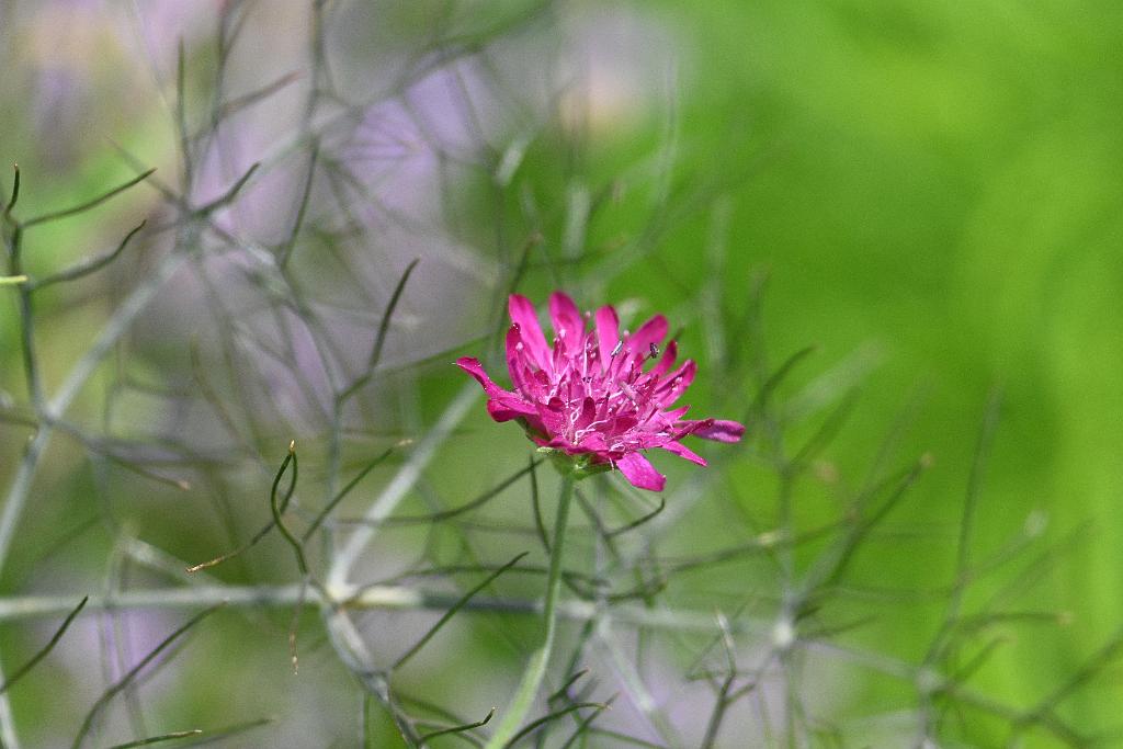 2025-08150104 Tower Hill Botanic Garden, MA.JPG - Pincushion Flower (Macedonian Scabious). New England Botanic Garden at Tower Hill, MA, 8-15-2025